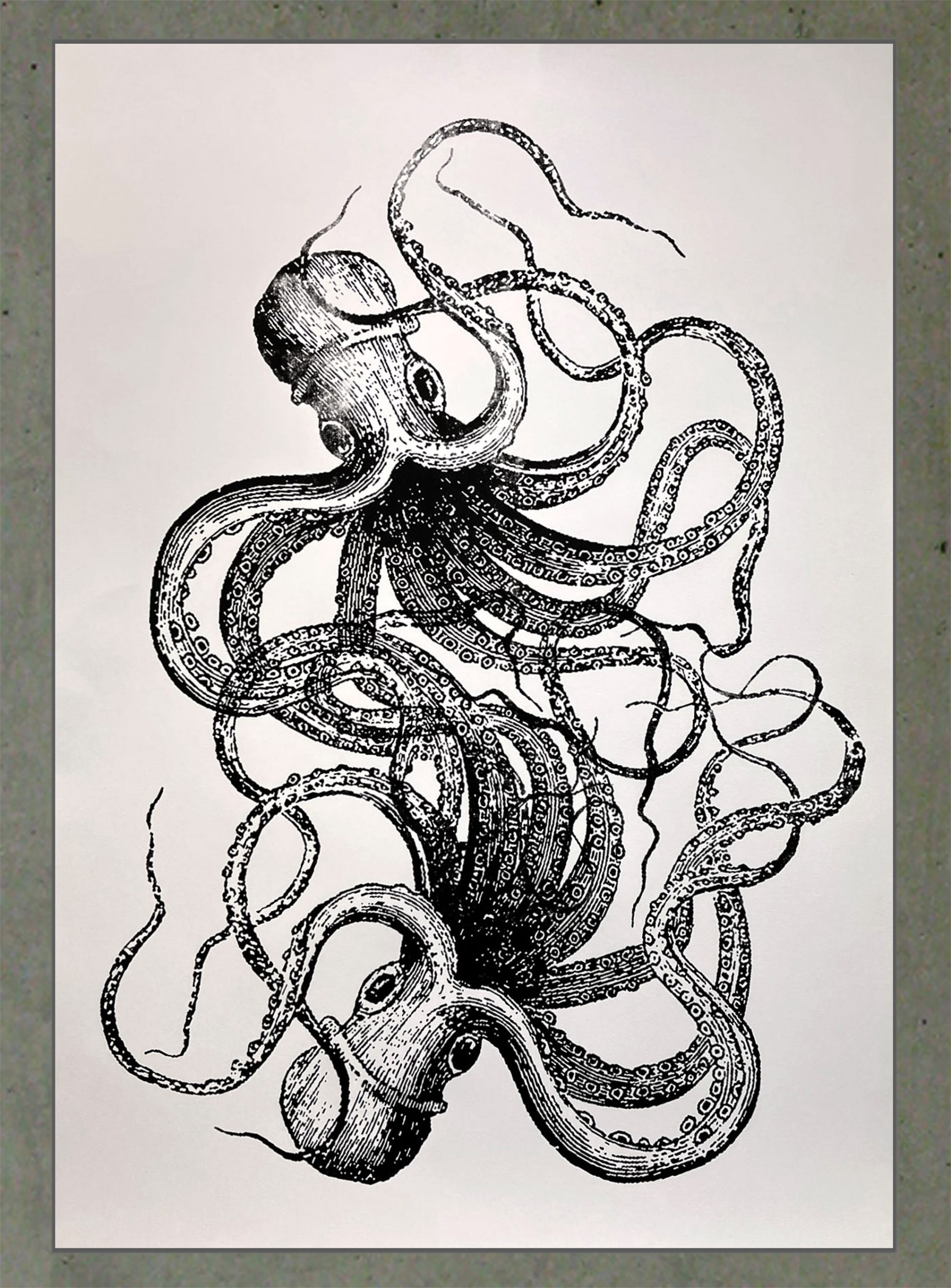 Plakat Oktopus